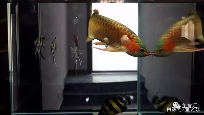 如何判斷龍魚麻醉劑量合適:判斷龍魚麻醉劑量是否合適 龍魚百科 第6張 如何判斷龍魚麻醉劑量合適:判斷龍魚麻醉劑量是否合適 如何判斷龍魚麻醉劑量合適:判斷龍魚麻醉劑量是否合適 龍魚百科 第6張