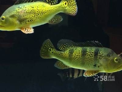 云南省昆明市龍魚批發(fā)市場電話（希望這些信息能幫助您順利聯(lián)系到昆明龍魚市場）