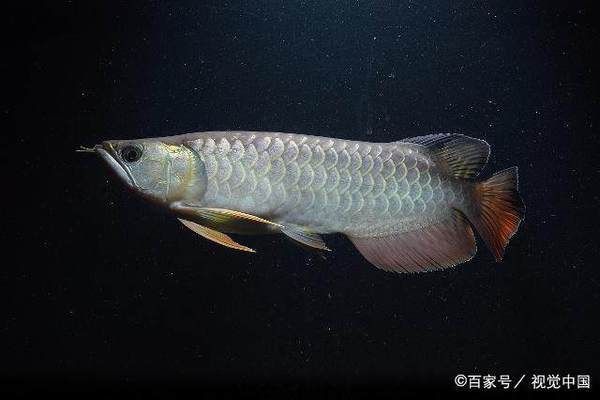 龍魚換水后趴缸正常嗎：龍魚換水后出現趴缸現象是怎么回事