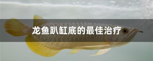 龍魚趴缸底的最佳治療（龍魚趴缸底的日常護理要點龍魚趴缸底的日常護理要點）