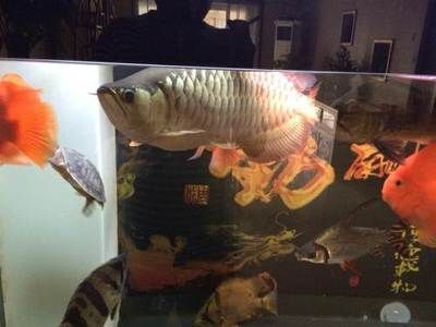 龍魚掉眼還能恢復(fù)嗎視頻：怎么糾正龍魚掉眼