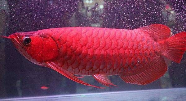 那里的紅龍魚最漂亮又好養（如何挑選一只漂亮又容易飼養的紅龍魚）