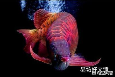 那里的紅龍魚最漂亮又好養（如何挑選一只漂亮又容易飼養的紅龍魚）