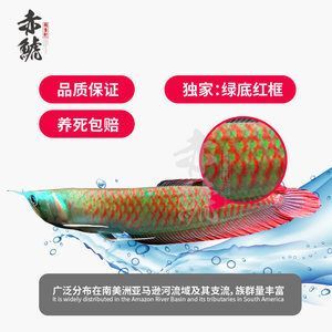 紅龍魚綠底好還是紫底好（綠底紅龍魚和紫底紅龍魚各有千秋）