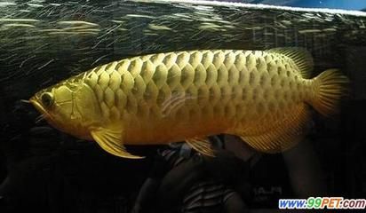 金龍魚不太愛吃食怎么回事：金龍魚不吃食怎么回事金龍魚不吃食怎么回事