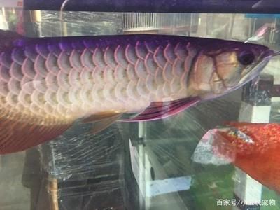 金龍魚不太愛吃食怎么回事：金龍魚不吃食怎么回事金龍魚不吃食怎么回事