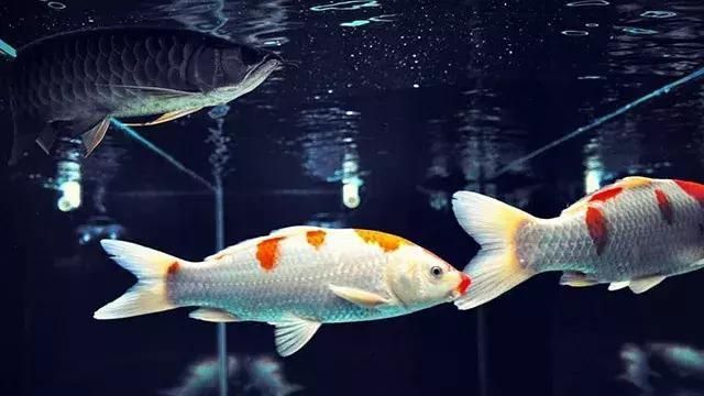 龍魚屬于熱帶魚還是冷水魚類：如何為龍魚提供適宜環境，龍魚養殖的常見誤區