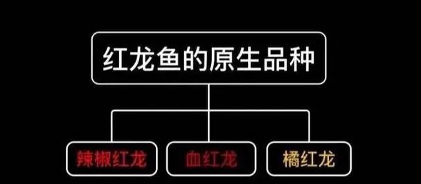 紅龍魚(yú)品牌等級(jí)分類(lèi)圖解