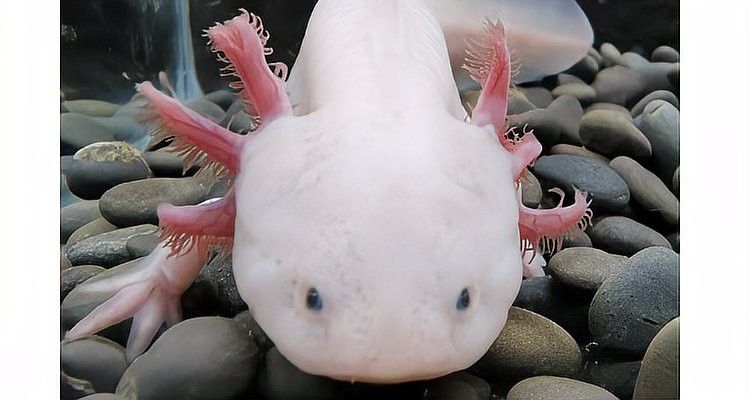 六角龍魚有毒嗎？