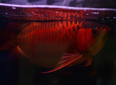 最貴的龍魚是血紅龍（也叫血麒麟），價格在1.5萬元以上：最貴的龍魚多少錢一條？