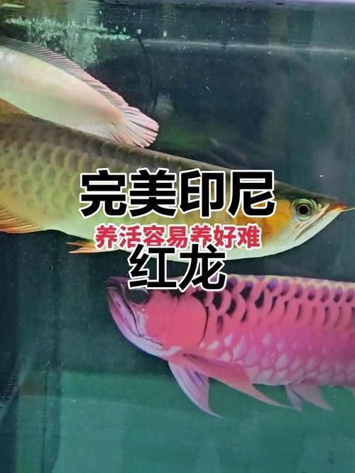 目前什么品牌的紅龍魚(yú)最好養(yǎng) 目前什么品牌的紅龍魚(yú)最好養(yǎng) 龍魚(yú)百科 第5張