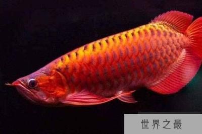 紅龍魚種類排名（紅龍魚品種排名，辣椒紅色全身而聞名，）
