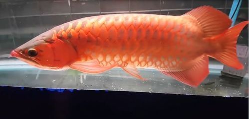 紅龍魚種類排名（紅龍魚品種排名，辣椒紅色全身而聞名，）