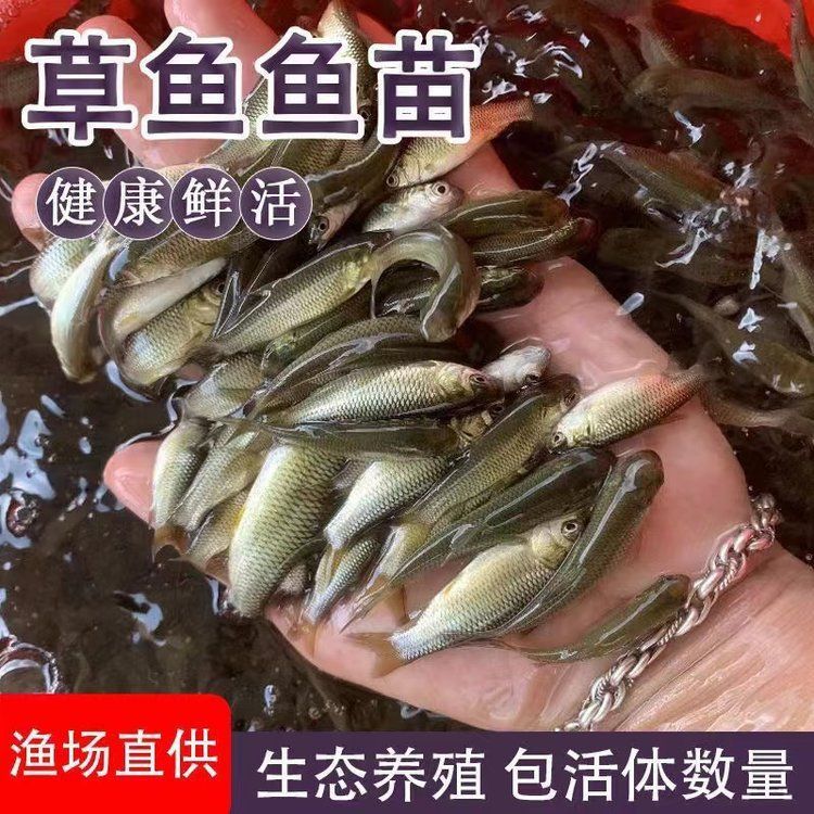 金龍魚魚苗價格是多少？