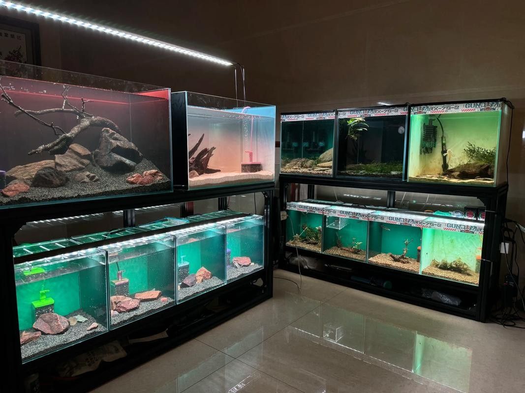 雷龍和龍魚虎魚混養(yǎng)嗎圖片