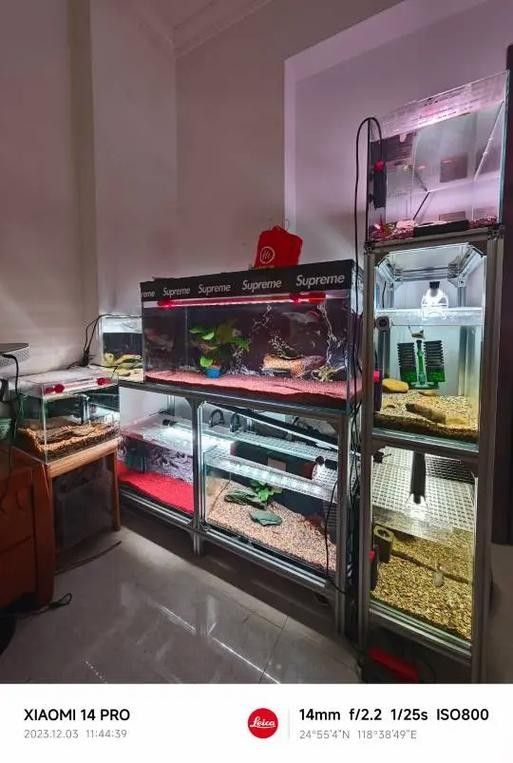 雷龍和龍魚虎魚混養(yǎng)嗎圖片