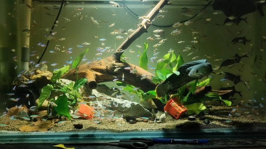 雷龍和龍魚虎魚混養(yǎng)嗎圖片