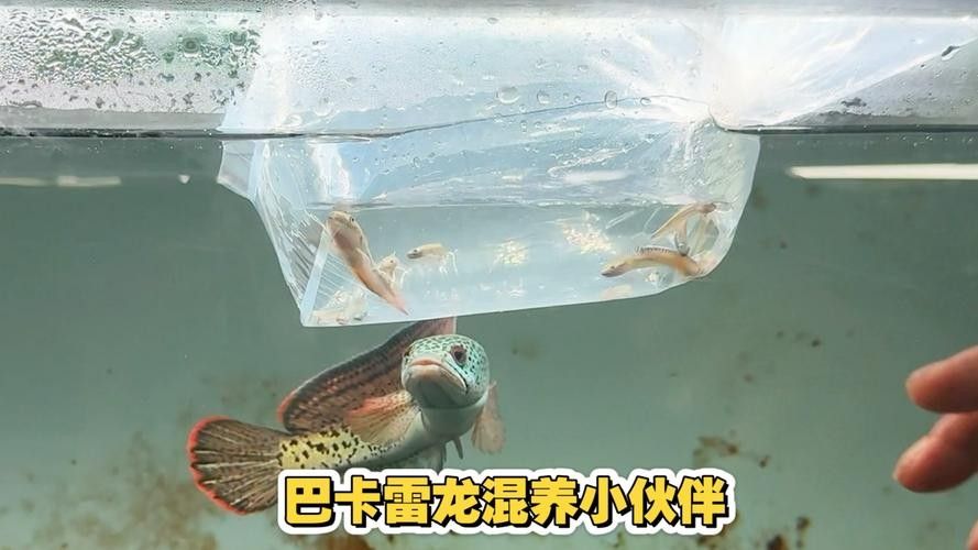 雷龍和龍魚虎魚混養(yǎng)嗎圖片