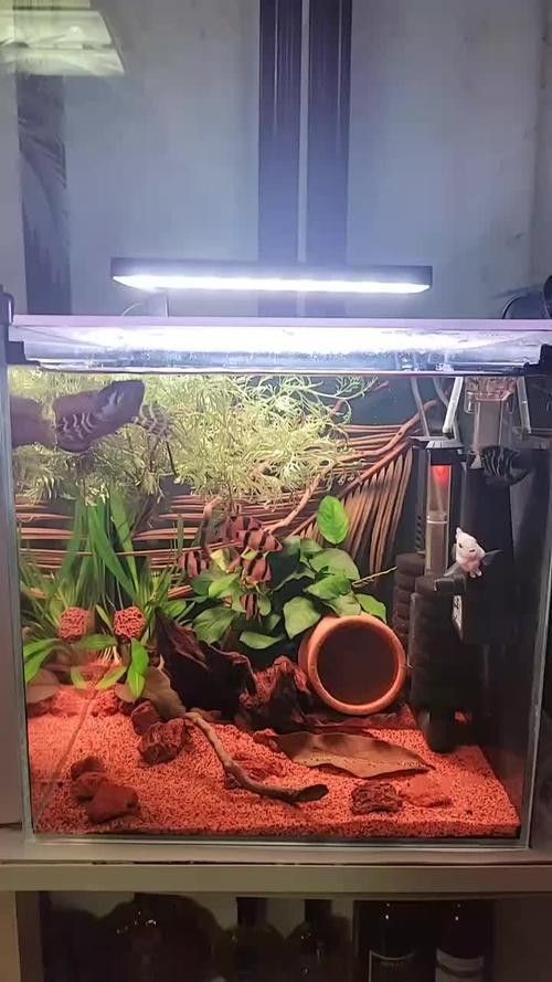 雷龍和龍魚虎魚混養(yǎng)嗎圖片