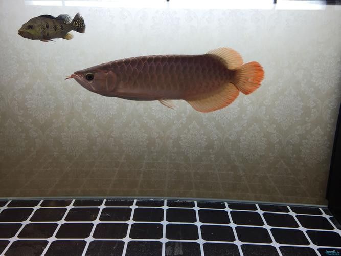 雷龍和龍魚虎魚混養(yǎng)嗎圖片