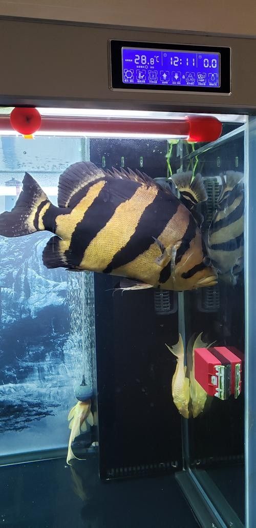 雷龍和龍魚虎魚混養(yǎng)嗎圖片