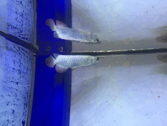 雷龍和龍魚虎魚混養(yǎng)嗎圖片