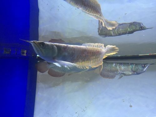雷龍和龍魚虎魚混養(yǎng)嗎圖片