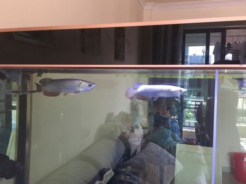 雷龍和龍魚虎魚混養(yǎng)嗎圖片