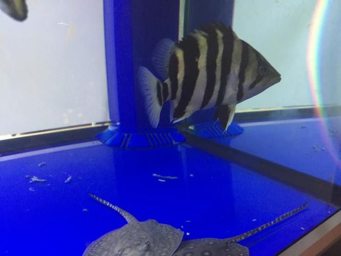 雷龍和龍魚虎魚混養(yǎng)嗎圖片