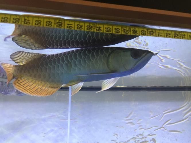雷龍和龍魚虎魚混養(yǎng)嗎圖片