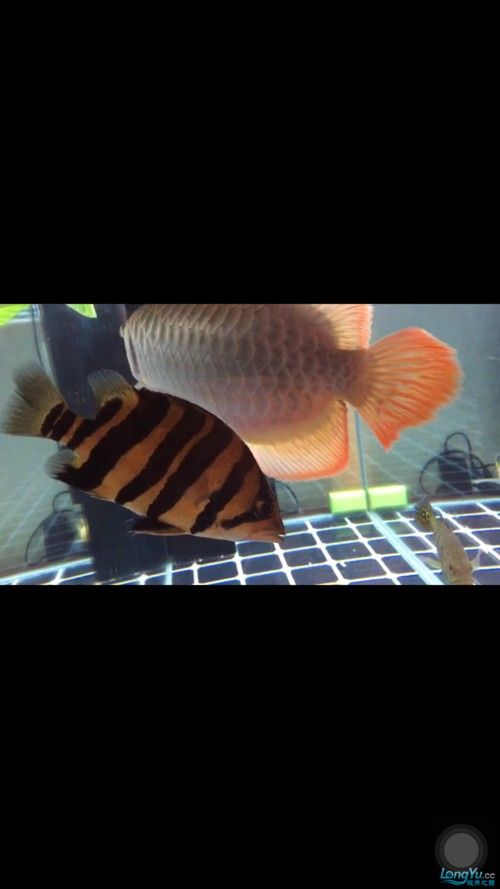 雷龍和龍魚虎魚混養(yǎng)嗎圖片