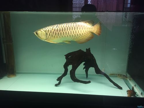 雷龍和龍魚虎魚混養(yǎng)嗎圖片