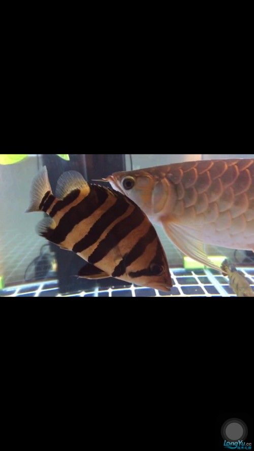 雷龍和龍魚虎魚混養(yǎng)嗎圖片