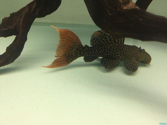 雷龍和龍魚虎魚混養(yǎng)嗎圖片