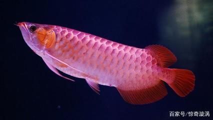 龍魚落在魚缸底是在休息嗎？：龍魚長時間趴在缸底不動并且不吃東西，可能是健康問題的征兆 龍魚落在魚缸底是在休息嗎？：龍魚長時間趴在缸底不動并且不吃東西，可能是健康問題的征兆 龍魚百科 第3張