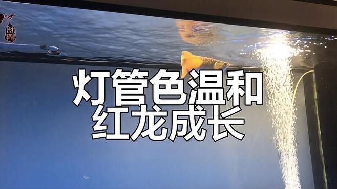 紅龍魚用什么顏色的燈好呢
