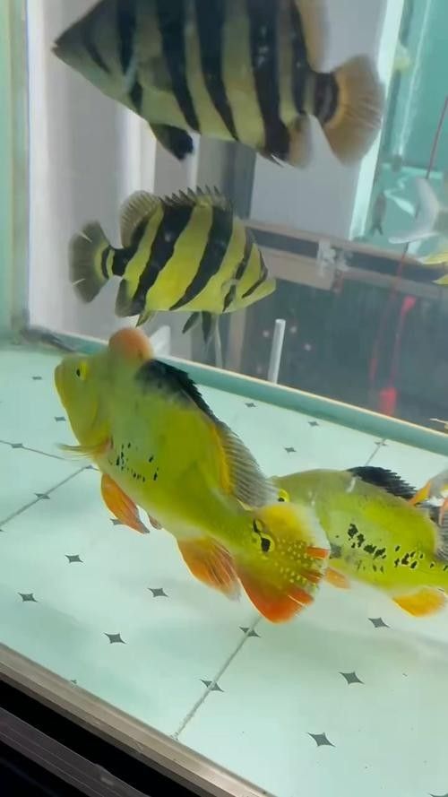 銀龍魚混養(yǎng)最佳搭配圖片欣賞大全