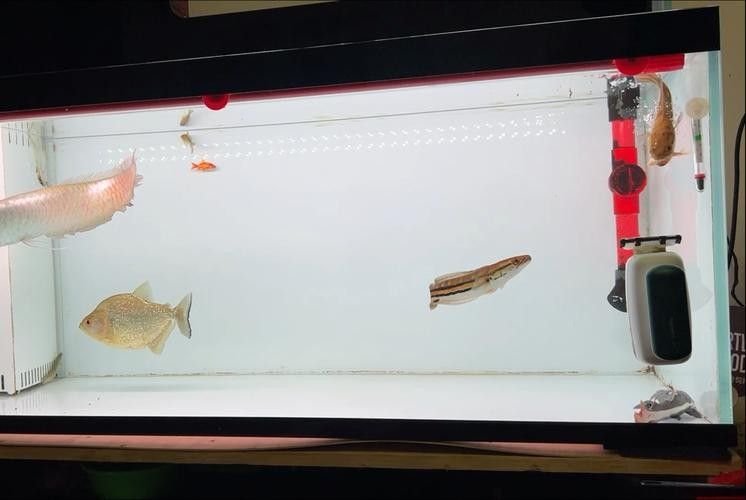 銀龍魚混養(yǎng)最佳搭配圖片欣賞大全