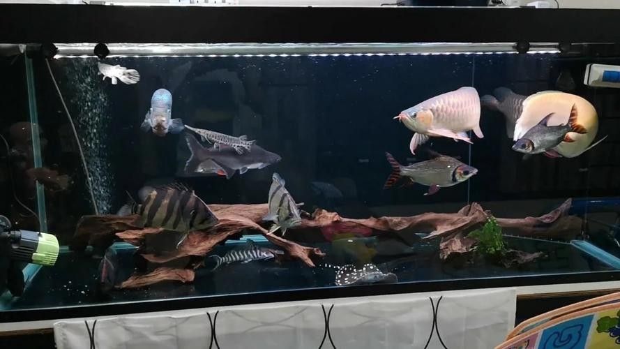 銀龍魚混養(yǎng)最佳搭配圖片欣賞大全