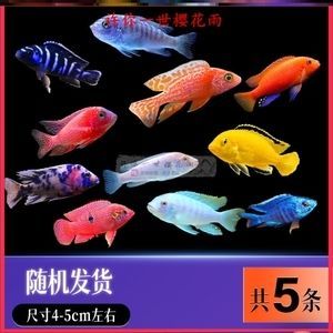 龍魚配三條薩伊藍好不好（薩伊藍和龍魚可以混養，但飼養者需要注意一些事項）
