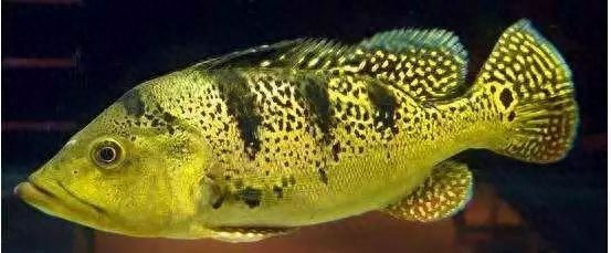 龍魚配三條薩伊藍好不好（薩伊藍和龍魚可以混養，但飼養者需要注意一些事項）