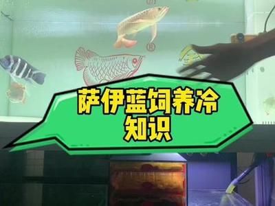 龍魚配三條薩伊藍好不好（薩伊藍和龍魚可以混養，但飼養者需要注意一些事項）