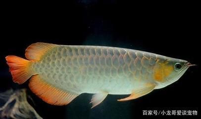 龍魚用土霉素用量多少（治療龍魚腸炎使用土霉素用量需要根據具體情況而定）