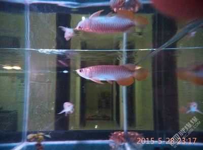 金龍能喂的小金魚嗎？：金龍可以喂小金魚嗎