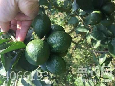 檸檬鯽品種與價格關系，檸檬鯽2型市場價格