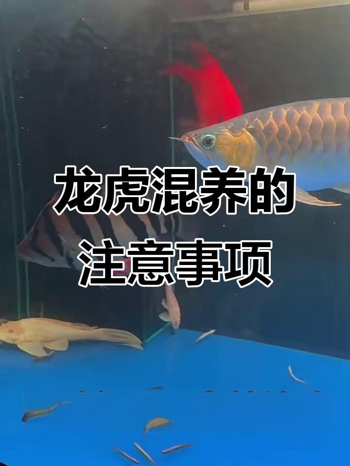 龍魚和虎魚混養有哪些常見問題？