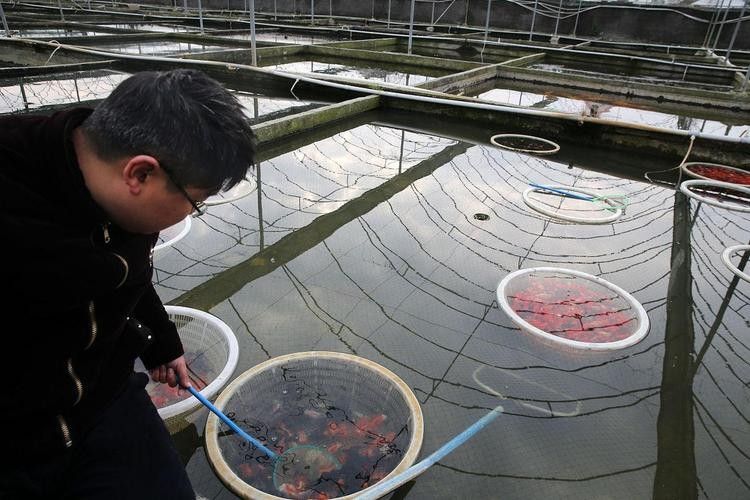 銀龍魚為什么這么便宜