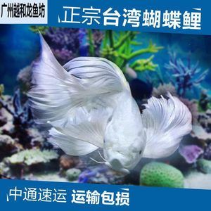 金龍魚眼睛上有白點用什么藥：金龍魚眼睛上出現白點可能是由于多種原因引起的，需要注意什么