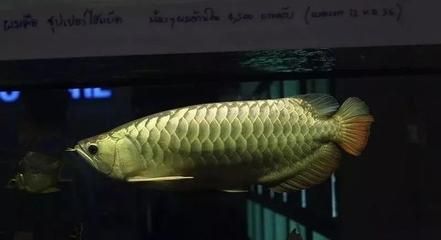 虎紋恐龍魚會攻擊別的魚嗎