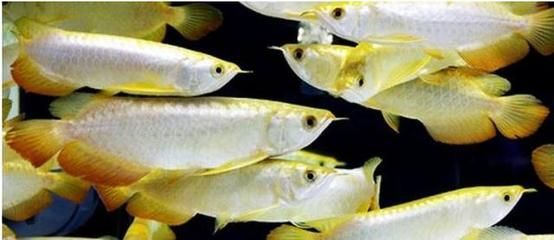 虎紋恐龍魚會攻擊別的魚嗎